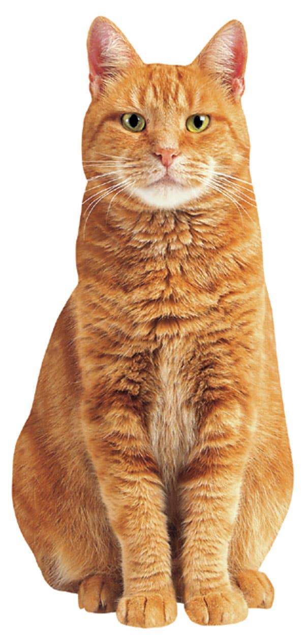 Ginger Cat Blank Card - Olleke Wizarding Shop Amsterdam