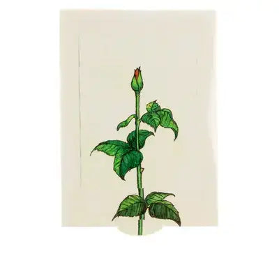 Rose slide card - Olleke Wizarding Shop Amsterdam