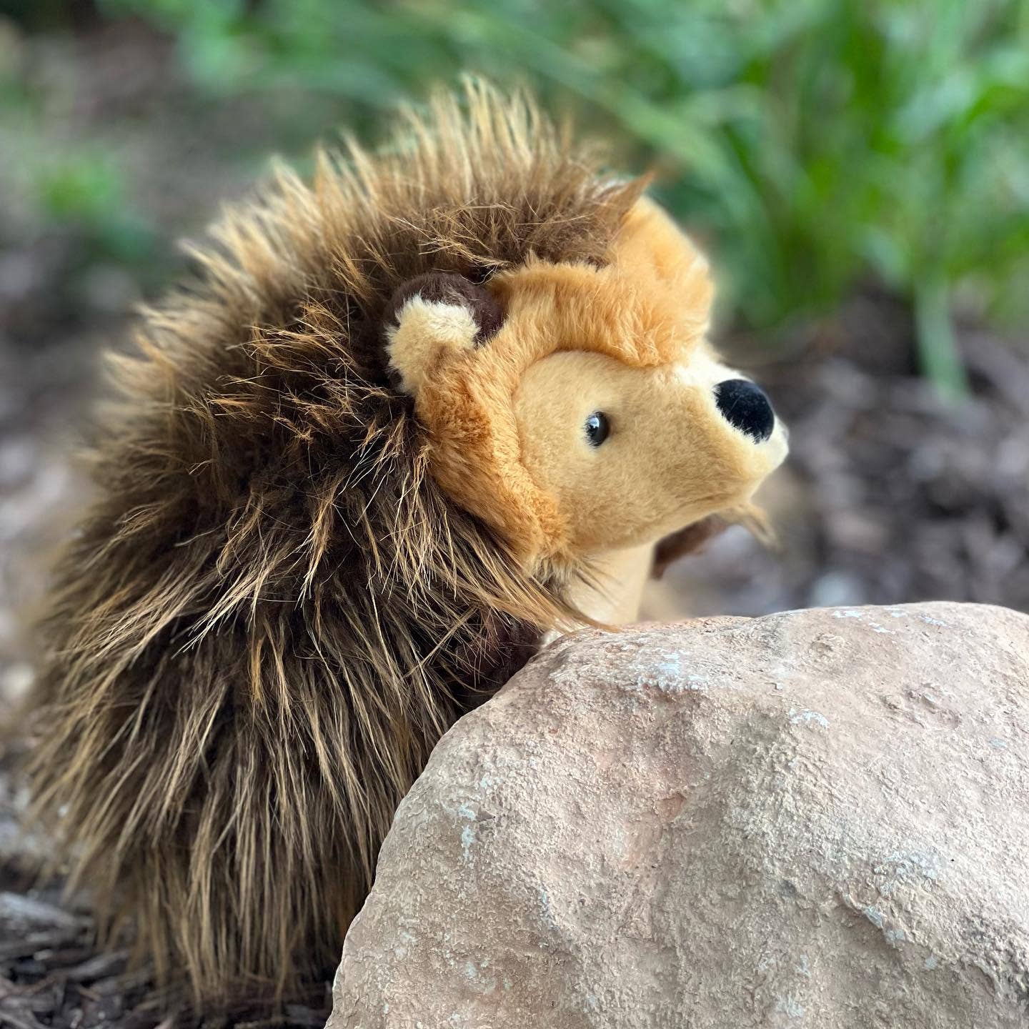 Harley the Hedgehog - Olleke Wizarding Shop Amsterdam