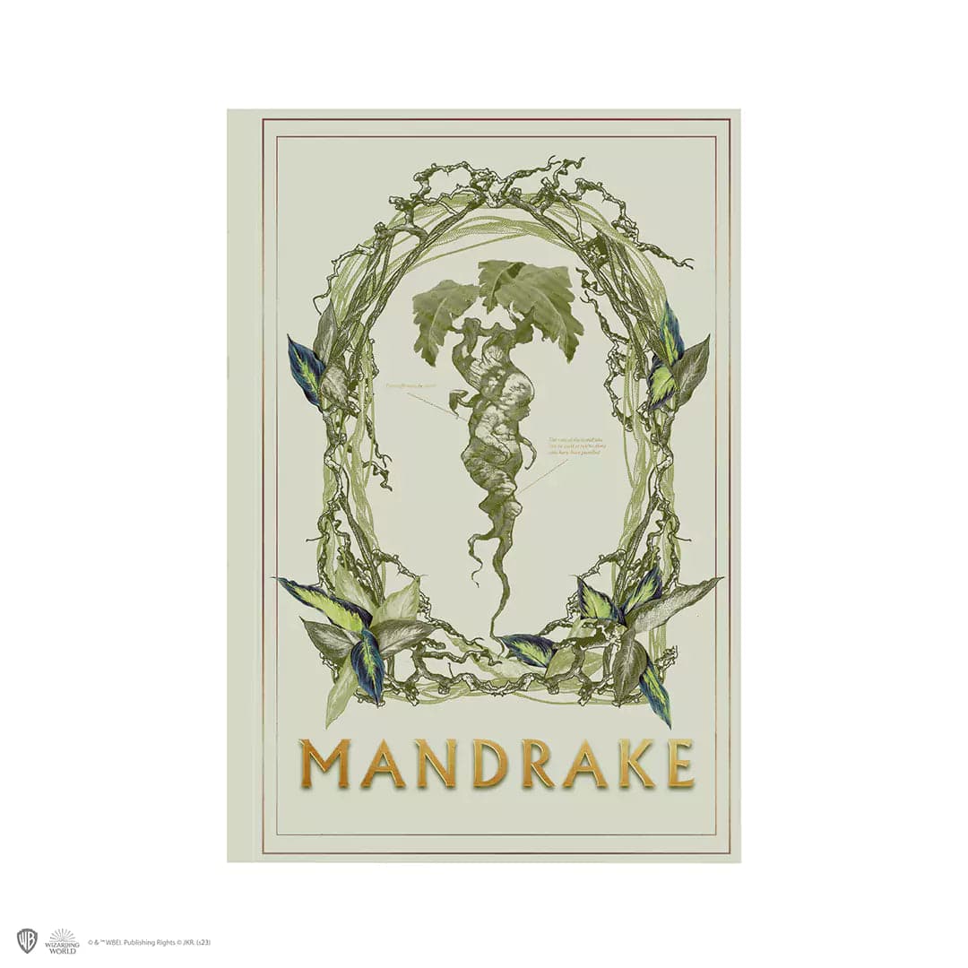 Mandrake Notebook - Olleke Wizarding Shop Amsterdam Brugge London