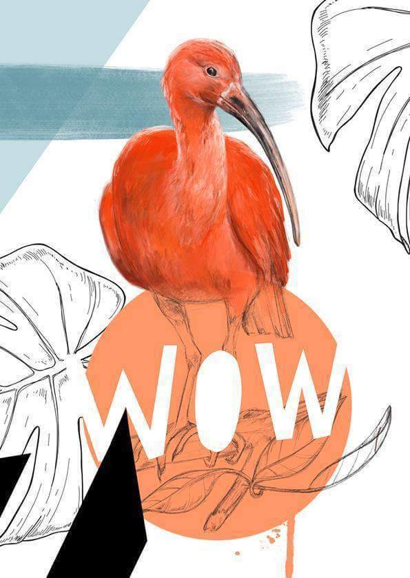 Scarlet Ibis - Wow Greeting Card - Olleke Wizarding Shop Amsterdam Brugge London