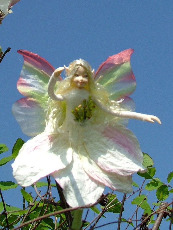 Fairy Pink Magnolia