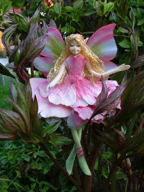 Fairy Peony Rose